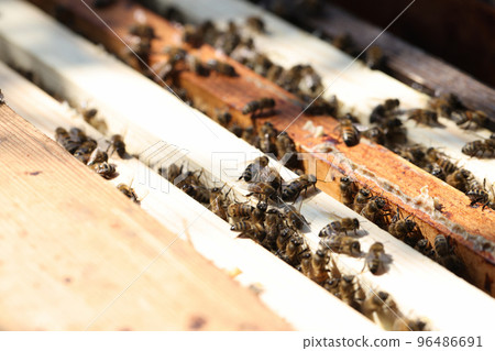 Honey bees swarm flying around enters hive 96486691