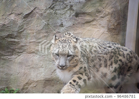 雪豹 雪豹 96486781