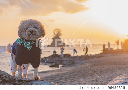 Amaharashi Beach and Dogs Amaharashi Beach and Dogs 96486826