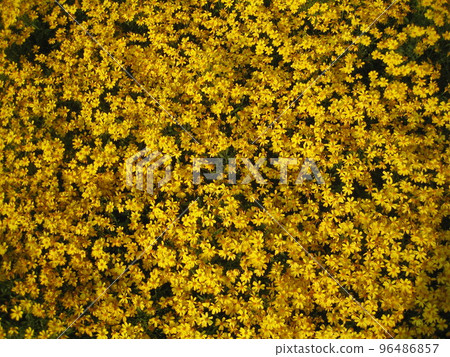 Yellow flower garden 96486857