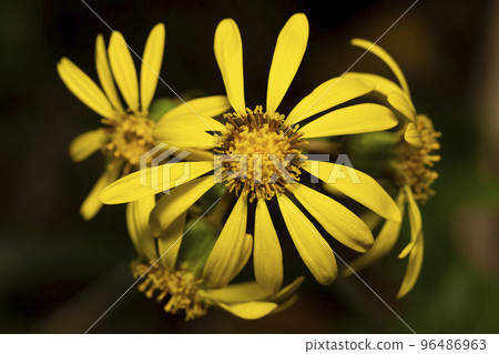 Tsubuwaki flower 96486963