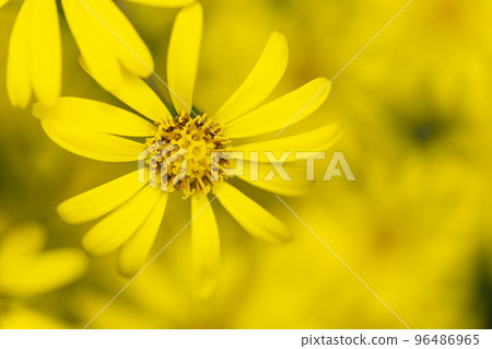 Tsubuwaki flower Tsubuwaki flower 96486965