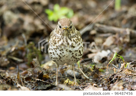 songbird on a grass 96487456