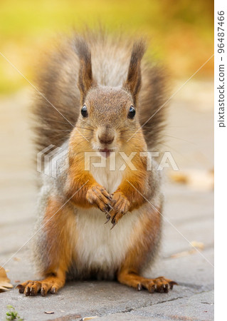 squirrel on a tree 96487466