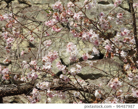 October cherry tree October cherry tree 96487987