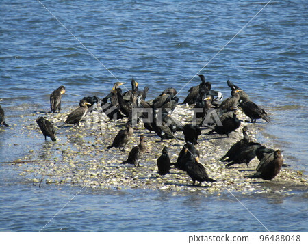 The black birds that gather on the sandbanks of the Yatsu tidal flat are cormorants The black birds that gather on the sandbanks of the Yatsu tidal flat are cormorants 96488048