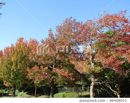八津灘塗停車場的大紅楓樹 八津灘塗停車場的大紅楓樹 96488051