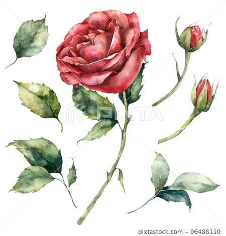 Watercolor Christmas set of red rose, leaves and bud. Hand painted holiday elements of flowers and plants isolated on white background. Illustration for design, print, background. 96488110