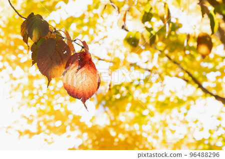 秋天染成棕色透明的Harunire葉子 96488296