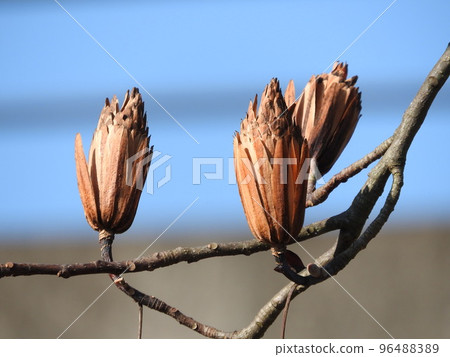 Lily tree fruit Lily tree fruit 96488389