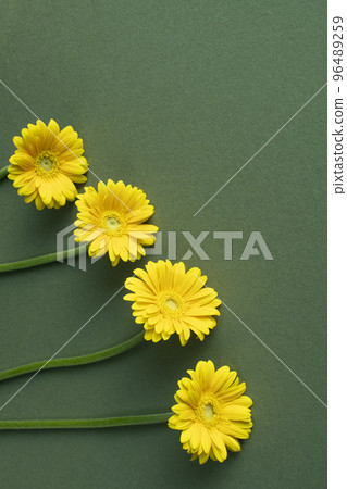 Chrysanthemum and copy space Chrysanthemum and copy space 96489259