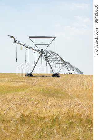 road in a field 96489610