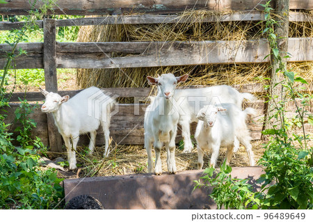goat sitting on the grass 96489649