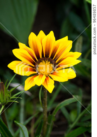 orange flower gazania 96489857
