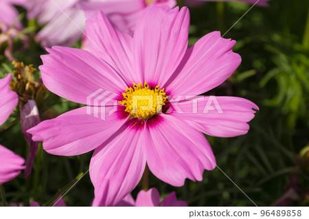 pink cosmos flower 96489858