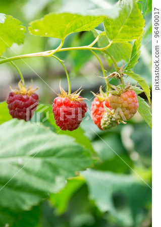 raspberry bushes with berries 96490017