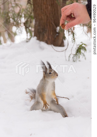squirrel on a tree 96490029