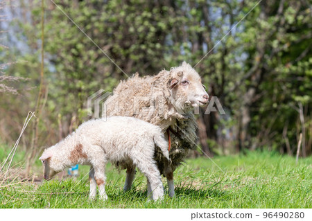sheep and lamb on green grass 96490280