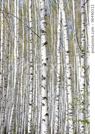 beautiful may scenic landscape with birch copse. Birch forest. Birch Grove. White birch trunks. beautiful may scenic landscape with birch copse. Birch forest. Birch Grove. White birch trunks. 96490312