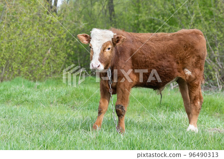 calf in the meadow... calf in the meadow... 96490313