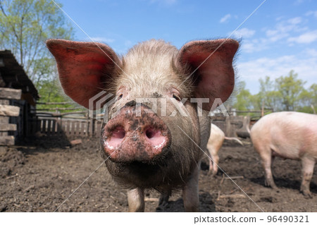 Pig farming raising and breeding of domestic pigs. 96490321