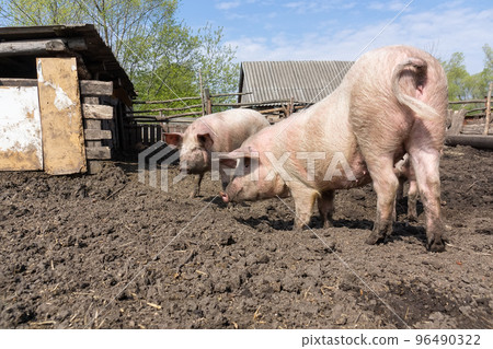 Pig farming raising and breeding of domestic pigs. Pig farming raising and breeding of domestic pigs. 96490322