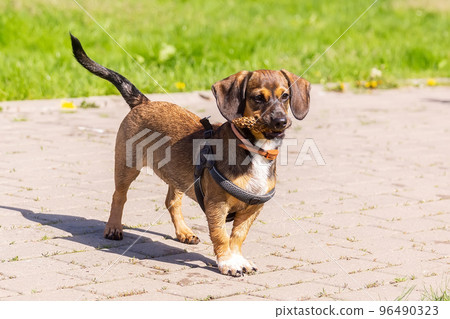 Miniature Dachshund standing in long grass. Miniature Dachshund standing in long grass. 96490323