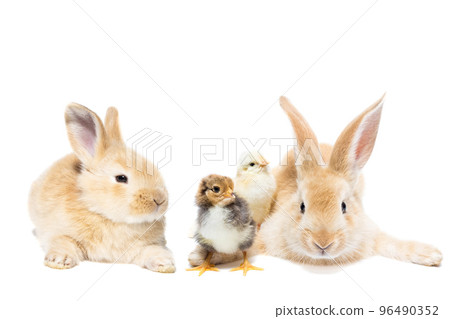 Rabbit and chickens isolated on a white background 96490352