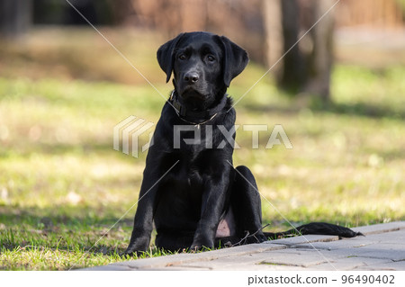 Labrador retriever puppy in grass Labrador retriever puppy in grass 96490402