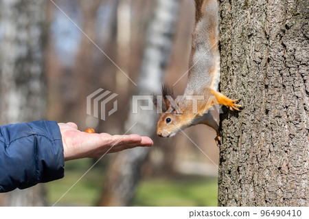 Man feeding a squirrel in the spring park 96490410