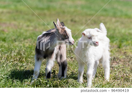 White goat in the garden eats young succulent grass, breeding goats.. 96490419