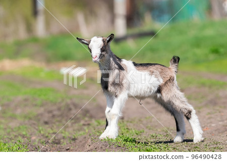 baby goat kids stand in long summer grass. baby goat kids stand in long summer grass. 96490428