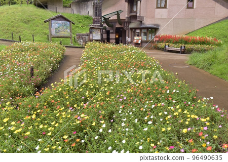 飯能市曙光兒童森林公園，從盛開的馬齒莧花壇看兒童劇場館 96490635