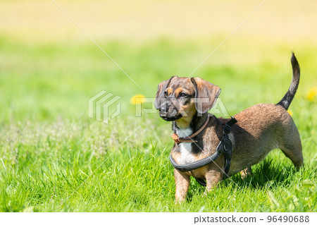 Miniature Dachshund standing in long grass. Miniature Dachshund standing in long grass. 96490688