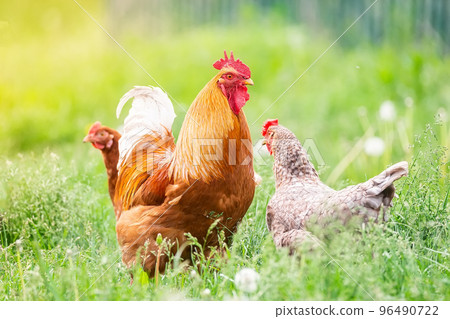 Rooster and Chickens. Free Range Cock and Hens. Rooster and Chickens. Free Range Cock and Hens. 96490722