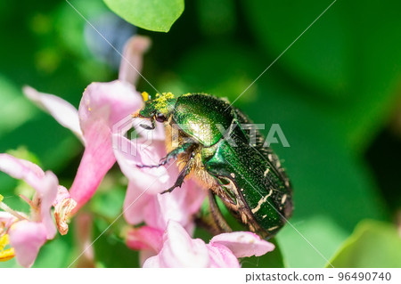 Beetle cetonia aurata sitting on flowers hawthorn close up. Nature background. Beetle cetonia aurata sitting on flowers hawthorn close up. Nature background. 96490740