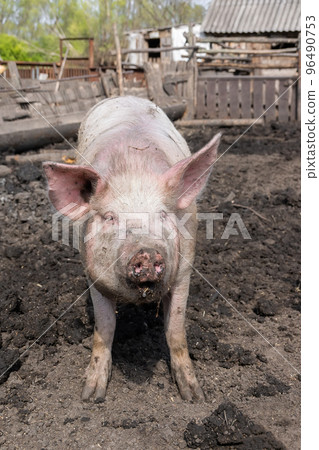 Pig farming raising and breeding of domestic pigs.. 96490753