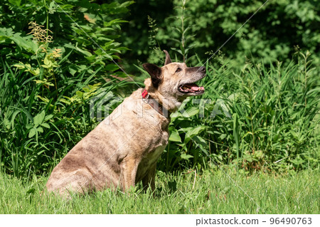 Australian Cattle Dog on the grass 96490763