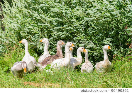 Sunny summer landscape with domestic geese on meadow. Geese graze on green grass. Sunny summer landscape with domestic geese on meadow. Geese graze on green grass. 96490861
