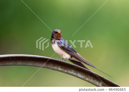 village swallow on the fence 96490865