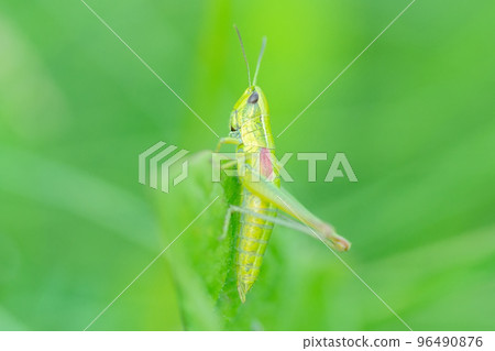 Grasshopper in the grass- close up view. Grasshopper in the grass- close up view. 96490876