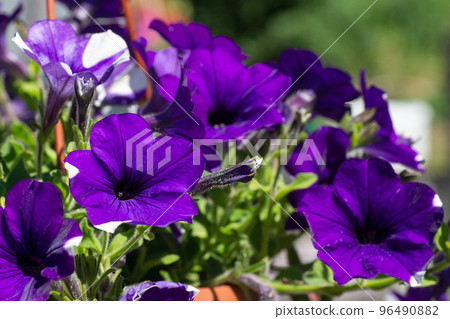 Petunia ,Petunias in the tray,Petunia in the pot, purple petunia. Petunia ,Petunias in the tray,Petunia in the pot, purple petunia. 96490882