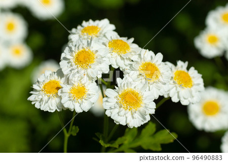 Meadow of white Chamomile flowers in the morning sun close up. Herbal medicine. 96490883