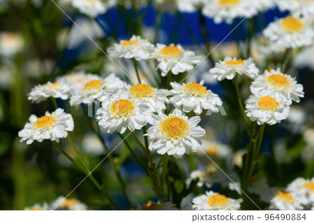 Meadow of white Chamomile flowers in the morning sun close up. Herbal medicine.. 96490884