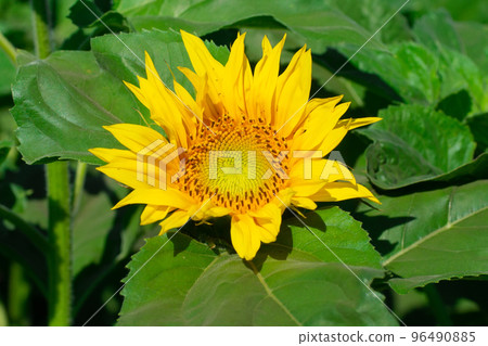 Sunflower natural background. Sunflower blooming. Close-up of sunflower. Sunflower natural background. Sunflower blooming. Close-up of sunflower. 96490885