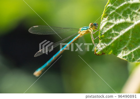 Closeup of damselfly Lestes sponsa Closeup of damselfly Lestes sponsa 96490891