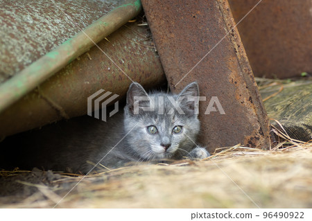little Cute grey fluffy kitten outdoors. kitten first steps little Cute grey fluffy kitten outdoors. kitten first steps 96490922