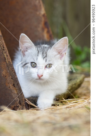 White Gray Cat in grass hunter White Gray Cat in grass hunter 96490923