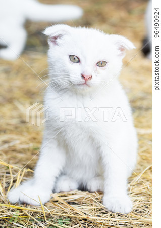 White cat in the grass White cat in the grass 96490924