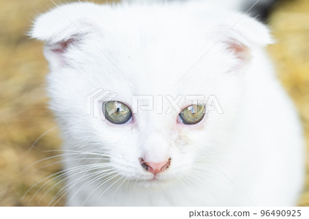 White cat in the grass White cat in the grass 96490925